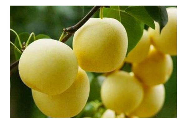 在栽種梨樹的日常管理中，注意保持果實的膨